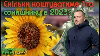 ❗ГРОШЕЙ НЕ ВИСТАЧИТЬ: СКІЛЬКИ КОШТУВАТИМЕ 1ГА СОНЯШНИКУ В 2023?