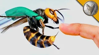 STUNG by a MURDER HORNET!