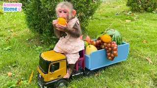 Bibi goes to harvest fruit at the farm