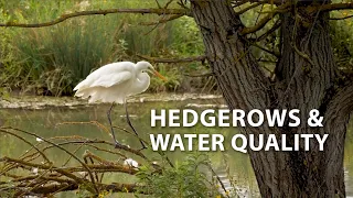 Hedgerows and Water Quality