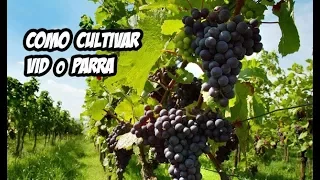 El Cultivo de la Vid o Parra | Evolución y Cosecha