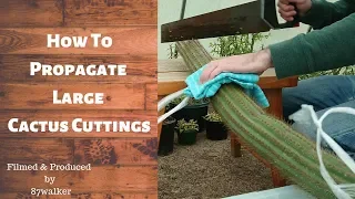 How To Propagate Large Cactus Cuttings