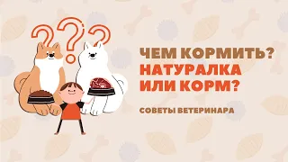 Чем лучше кормить вашу собаку? Корм или натуралка?