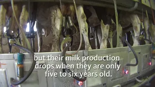 The Life Cycle of a Dairy Cow