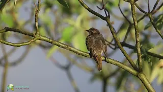 Singing Horsfield's Bronze-Cuckoo