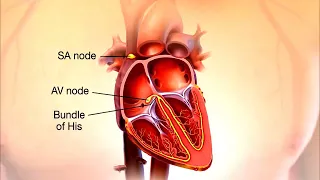 How The Cardiac Conduction System Works || Electrical System of The Heart |