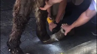 Part 4 - Removing the excess Hoof (rehab)