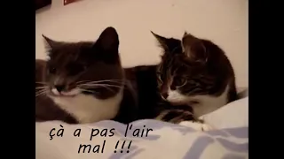 Chats qui veulent aller au lycée