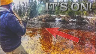 RAW FOOTAGE: Her First Steelhead Of 2022 Fresh From The Lake