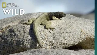 Lizards Risk Death For Food | Nat Geo Wild
