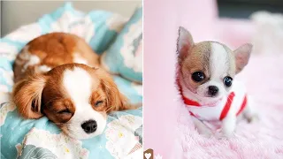 Wholesome puppy TikToks that will warm your heart!