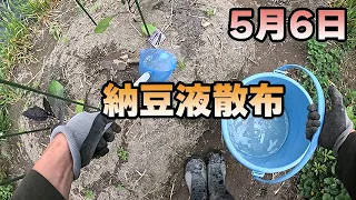 【納豆菌】畑に撒きました。