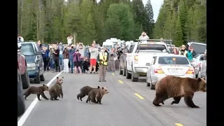 Oldest wild grizzly bear mum escorts little cubs across road in adorable snaps