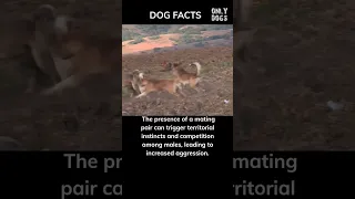 Male dogs aggressive when witnessing mating; territorial competition. #shorts #facts #dog #dogs