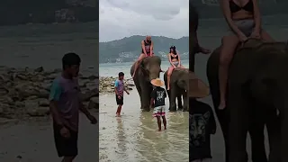 На острове Пхукет, купание со слонами. Phuket, swimming with elephants. #phuket #elephants