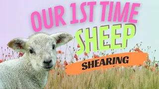 1st Time Sheep Shearing Takes Unexpected Turn.