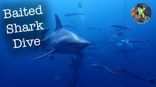 Baited Shark Dives 4K - Aliwal Shoal, South Africa