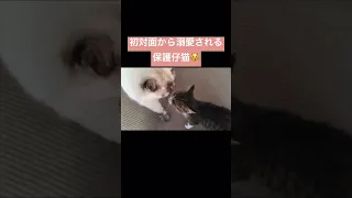 【保護３日目】初対面から先住猫に溺愛される保護仔猫。どうやら運命の絆で結ばれていたようです。