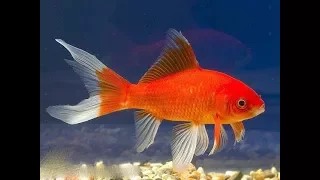 Рыба Комета Золотая рыбка  Fish Comet gold fish