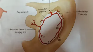 Blood Vessels of True Pelvis Part 4