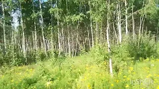 небольшое видео о походе в лес 8 августа 2023 года