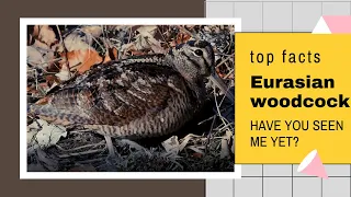Eurasian Woodcock facts