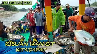 IKAN BERKELAS!!! Ribuan ikan GT kita dapat KM GADING MAS