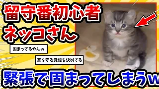 【2ch動物スレ】初めてお留守番するネッコさん → 反応が可愛すぎるｗｗｗ