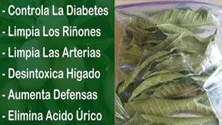 Cuando veas Esto, irás corriendo a Buscar las Hojas de esta Planta🌳 Diabetes, Riñones y Presión Alta