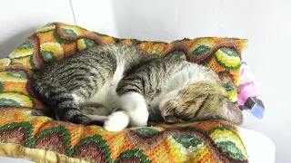 Sweet Cat Sleeps Tight