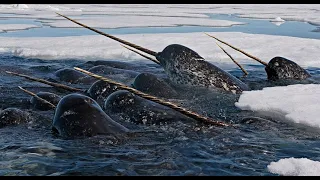 What do narwhals sound like? Check out these ‘unicorns of the sea' sounds | CBC Kids News