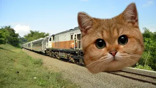 KERETA JADI KUCING LUCU - SUBSCRIBE & LIKE 👋😺🚉