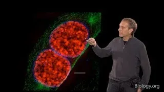 Microscopy: Super-Resolution: Structured Illumination Microscopy (SIM) (David Agard)