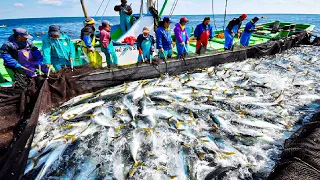 How Japanese Fishermen Catch Millions of Yellowtail Fish - Yellowtail Fishing and Processing