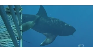 More Megalodons Caught on Camera & Spotted In Real Life!