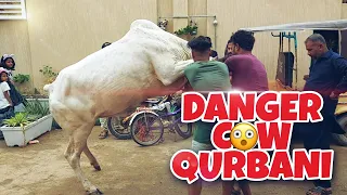 Danger Cow Qurbani 2021 #karachi #cow #qurbani