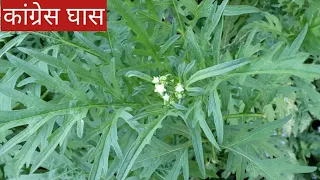 गाजर घास भारत मे कहाँ से आई| Parthenium | Gajar ghas| Congress ghas | Aadhunik | Krishi Kamal Tiwari