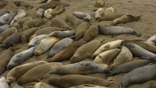 Elephant Seals Vista Point San Simeon California