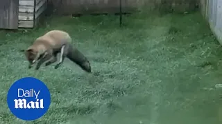 Playful fox tries to jump on all the crunchy grass during first frost of autumn