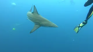 Shark Dive Aliwal Shoal South Africa