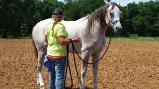 Teaching a horse to stand for fly spray