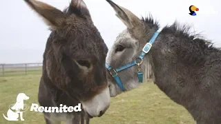 Donkey Mom Is SO Excited To See Her Baby Again | The Dodo Reunited