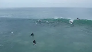 Dolphins surfing waves with surfers