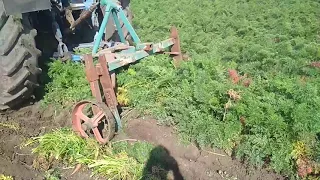 Копаем морковь скобой