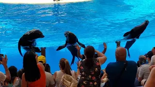 Tenerife 2022.  Loro Parque - Sea Lions (Lwy morskie)