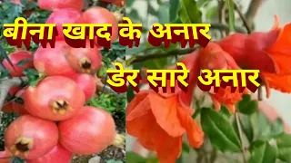 ANAR KA PLANT anar juce #vlog video #daily vlogs