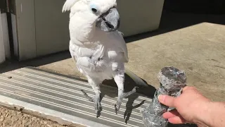 Me and my cockatoo - Our morning