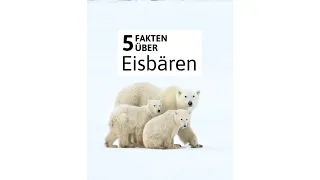 5 Fakten über Eisbären