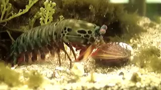 Mantis Shrimp Destroys Clam