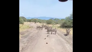 Zebras on the Road